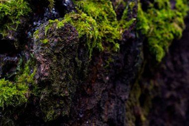 Yosun ormandaki ağaç kabuğunu kaplar. Güneş ışığı yeşil yosun üzerinde parlıyor, kabuğun dokusunu vurguluyor..