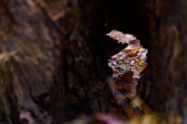 İnsanlar yere saçılmış yapraklarla dolu bir ormanda içi boş bir ağaç gövdesi görüyor. Işık geçitten geliyor..