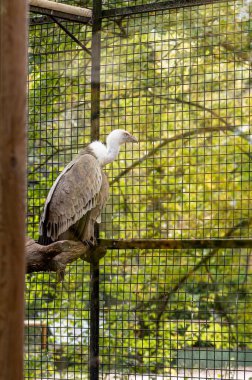 Griffon akbabası (Gyps fulvus) etkileyici yırtıcı kuş, Avrupa 'da bulabildiğimiz en büyük kuşlardan biri, kafesinde