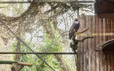 İber İmparatorluk Kartalı (Aquila adalberti), nesli tükenme tehlikesiyle karşı karşıya olan kazara kuş ve kafesinde bir dala tünemiş İber yarımadasının tek endemik kuşu.