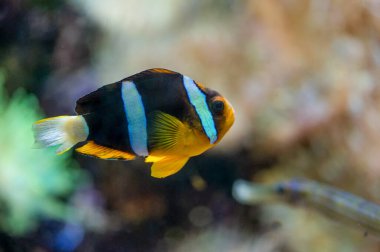 Mercan resiflerinde yüzen Pomacentridae familyasından sarı kuyruklu palyaço balığı (Amphiprion clarkii)
