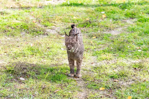 Ibériai Hiúz Lynx Pardinus Húsevő Emlős Felidae Családból Világ Legveszélyesebb — Stock Fotó