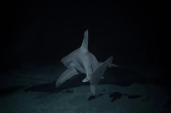 Carcharhinus Amblyrhynchos 지느러미와 아가미를 드러내 보이는 뒤에서 — 스톡 사진