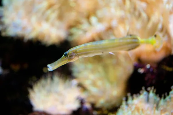 黄角鱼 Aulostomus Maculatus 在珊瑚礁中游泳 — 图库照片