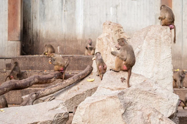 パンの上の木の餌についた紙や黄色のバブーン — ストック写真