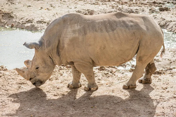 Rinoceronte Blanco Cautiverio Recinto Pie Barro Cerca Estanque —  Fotos de Stock