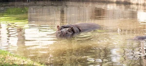 Hipopopopotam Hipopopotam Amphibius Wystający Głowy Patrzący Kamerę Podczas Pływania Stawie — Zdjęcie stockowe