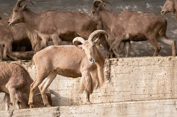 Barbary Owca Ammotragus Lervia Lub Atlas Mouflon Betonowych Schodach — Zdjęcie stockowe