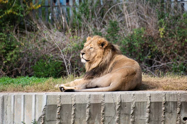 Lindo Leão Panthera Leo Deitado Seu Recinto Zoológico — Fotografia de Stock