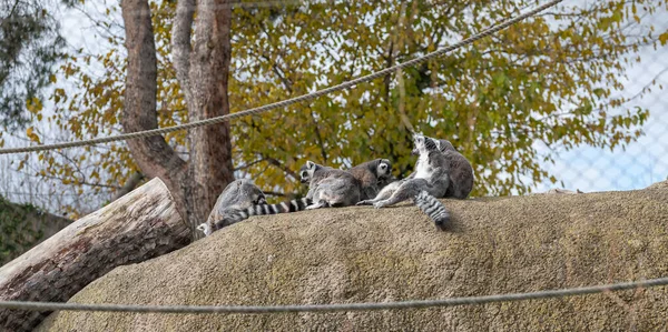 Grupo Lémures Cola Anillada Sentados Sobre Una Piedra — Foto de Stock
