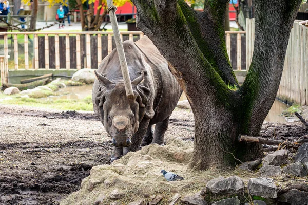 Rinoceronte Indio Con Cuerno Cortado Cautiverio Jugando Con Palo Colgado —  Fotos de Stock