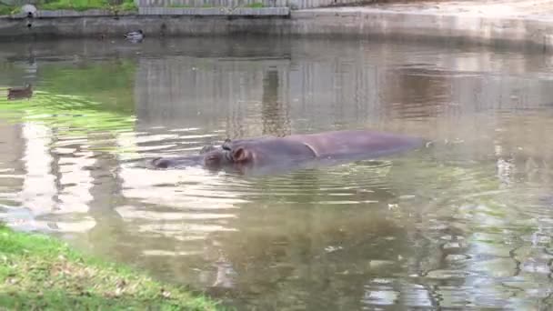 Видео Гиппопотама Hippopotamus Amphibius Головой Спиной Воды Время Купания Пруду — стоковое видео