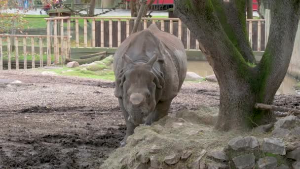 Video Rinoceronte Indiano Con Corno Tagliato Cattività Che Nutre — Video Stock