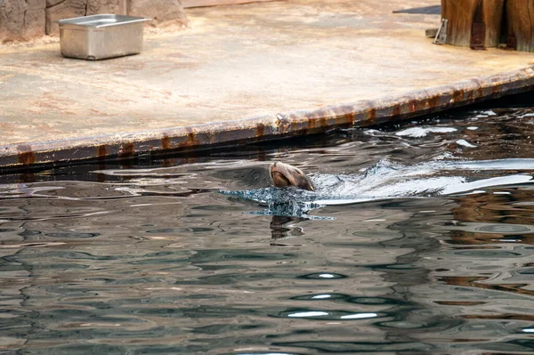 León Marino Nadando Con Cabeza Fuera Del Agua Estanque Del —  Fotos de Stock