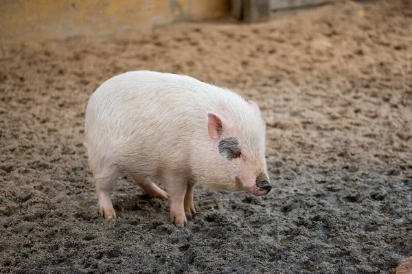 越南小猪或小猪 Sus Scrofa Domesticus 在她的小窝里小便时 — 图库照片