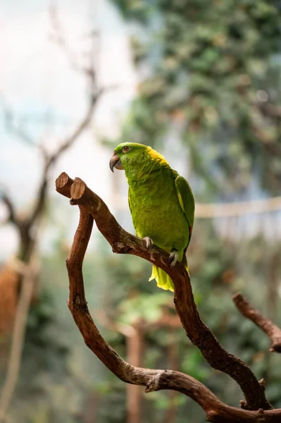 Zielony Żółty Amazonka Papuga Siedząca Gałęzi Lesie — Zdjęcie stockowe