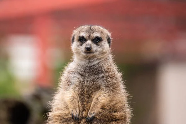 Nahaufnahme Eines Stehenden Erdmännchens Das Die Kamera Starrt — Stockfoto