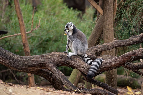 Lemur Ekor Cincin Duduk Batang Pohon Sambil Makan Apel — Stok Foto