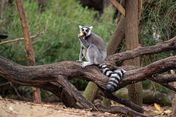 Lemur Ekor Cincin Duduk Batang Pohon Sambil Makan Apel Sambil — Stok Foto