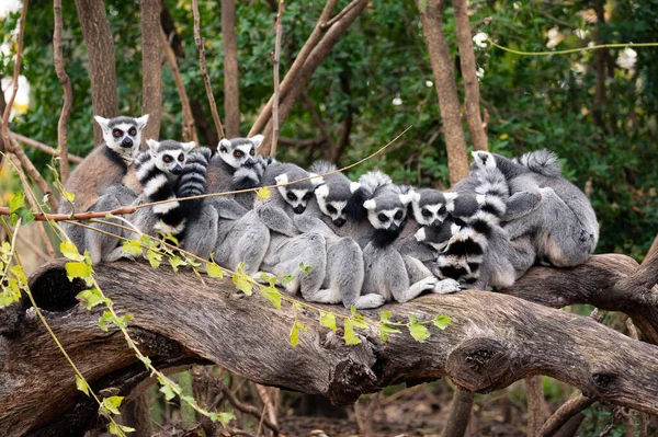 Halka Kuyruklu Lemurlar Bir Ağaç Gövdesinde Oturup Sarılıyorlar — Stok fotoğraf