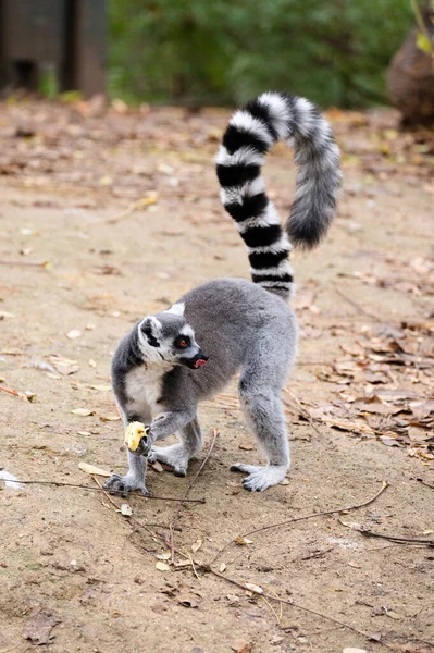 Lemur Ekor Cincin Dengan Sepotong Apel Tangan Saat Menjilati Setelah — Stok Foto