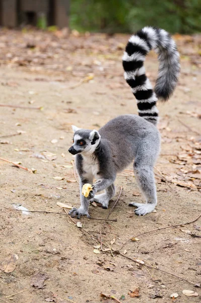 Lemur Ekor Cincin Dengan Sepotong Apel Tangan Saat Berjalan Atas — Stok Foto