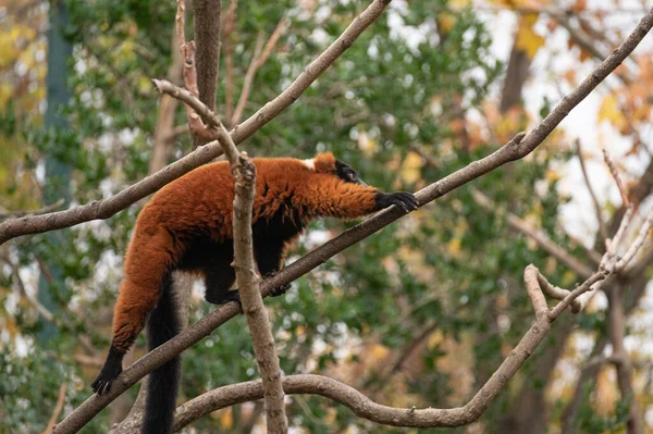 世界で最も絶滅危惧種に指定されている25の霊長類の一つであるレッド フリュー レミュール Vrecia Rubra 枝を登る木の間を移動します — ストック写真