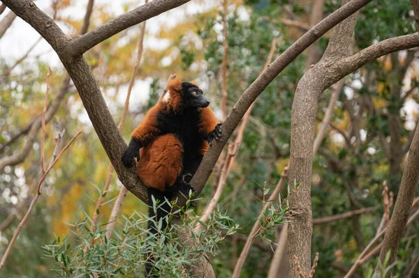 Lêmure Ruffed Vermelho Varecia Rubra Dos Primatas Mais Ameaçados Mundo — Fotografia de Stock