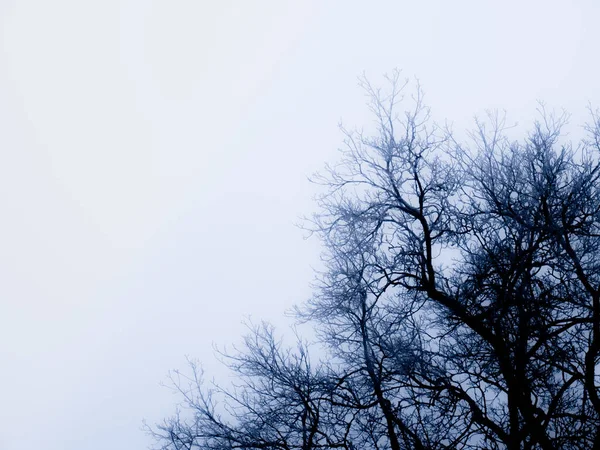 Ramificación Las Ramas Árbol Caducifolio Rodeado Niebla Amanecer Día Invierno — Foto de Stock
