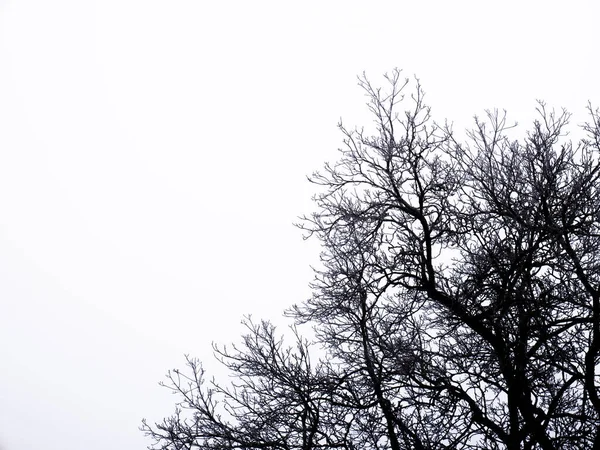 Ramificación Las Ramas Árbol Caducifolio Sobre Fondo Blanco Formando Una —  Fotos de Stock