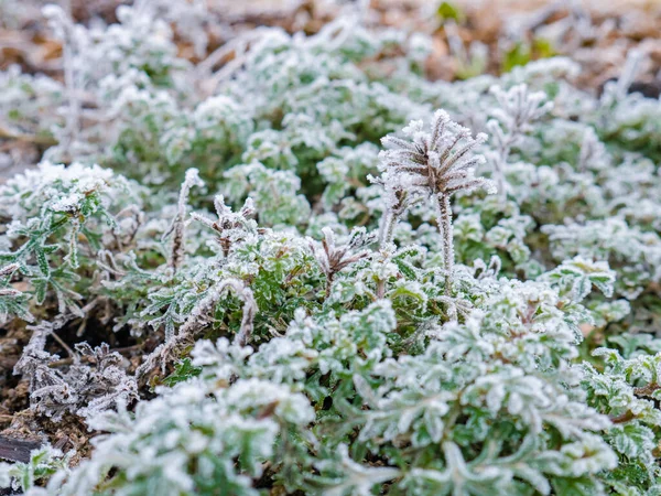 Makro Utsikt Över Verbena Tapien Laxväxt Från Trädgård Helt Frusen — Stockfoto