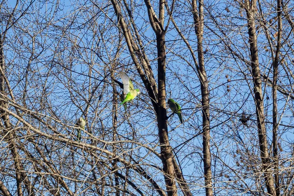 Group of Monk parakeet (Myiopsitta monachus) perched on the branches of a tree while one of them flies
