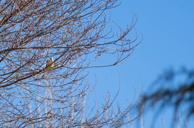 Keşiş papağanı (Myiopsitta monachus) bir ağacın dallarına tünemiştir. 