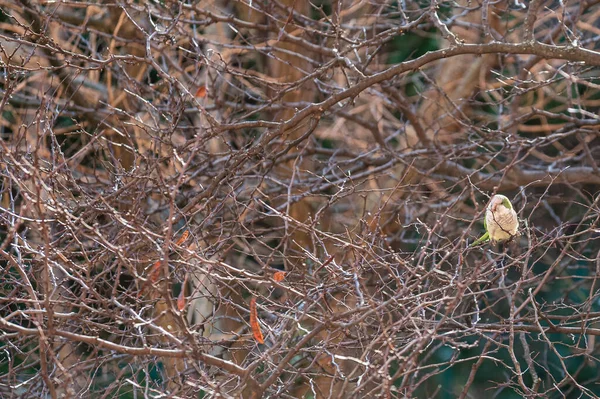 가지에 Monk Parakeet Myiopsitta Monachus — 스톡 사진