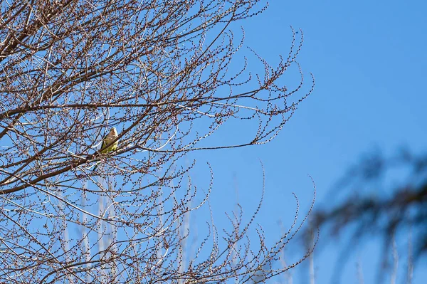 Periquito Monje Myiopsitta Monachus Posado Sobre Las Ramas Árbol — Foto de Stock