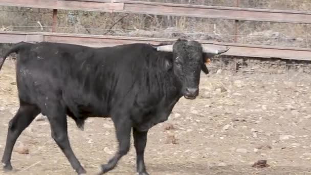 Statečný Býk Kráčí Loukou Dívá Kamery — Stock video