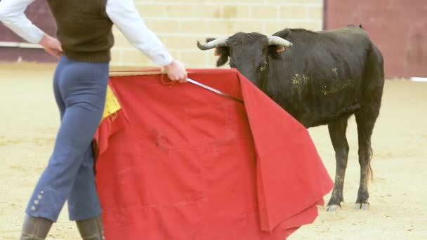 Bullfighter Trénuje Jalovicí Býčím Ringu — Stock video