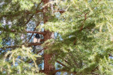 Saksağan bir çam ağacının dallarının arasına tünemişti.