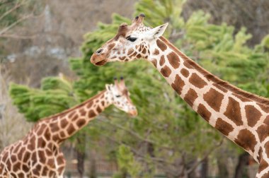 İki zürafa (Giraffa camelopardalis) yapraklı bir ağacın önünde.