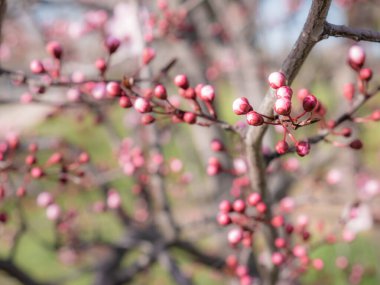 Badem tomurcuklarının Makro görünümü (Prunus dulcis) bahar başında güzel pembe çiçekler oluşturmak için açılmadan önce