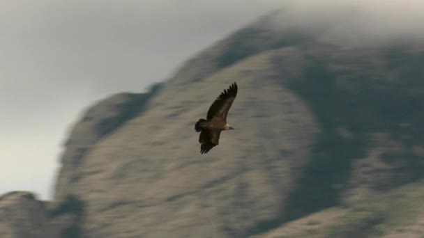 格里芬秃鹫在以云彩为背景的群山之间飞翔 — 图库视频影像