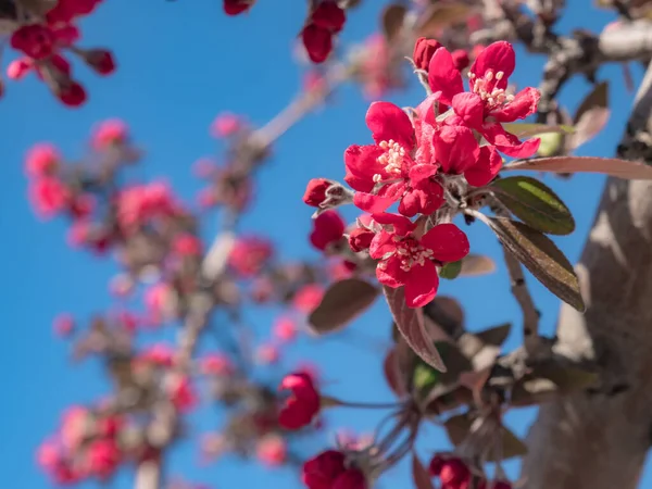 Rosafarbene Blüten Eines Malus Royal Raindrops Krabbenapfel Baumes Der Zeitigen — Stockfoto