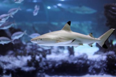 Gri köpekbalığının (Carcharhinus amblyrhynchos) gözü, diğer balıkların yanında yüzerken kapanır.