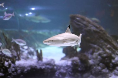 Gri köpekbalığı (Carcharhinus amblyrhynchos) diğer balıklar arasında kum ve taşların yanında yüzer.