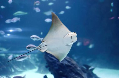 Rhinopteridae familyasının cownose vatozu olarak da bilinen Rhinoptera cinsinin midesinde sıralanmış etkileyici iğneli balıklar görülüyor..