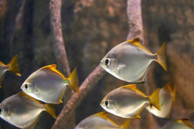 Monodactylidae (Monodactylus argenteus) Monodactylidae balığı genellikle Kızıl Deniz 'de, Doğu Afrika' nın kıyılarında ve Yeni Kaledonya ve Avustralya 'nın güneyinde bulunur.