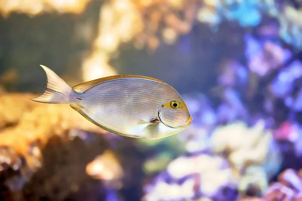 Elongate Chirurg Acanthurus Mata Mořský Chirurg Čeledi Acanthuridae Společné Druhy — Stock fotografie