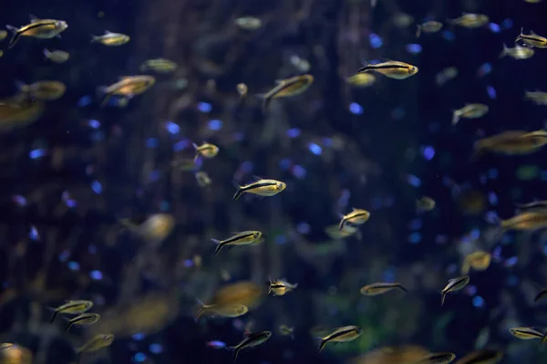 Montones Peces Pequeños Varios Colores Del Clima Tropical Nadando Bajo —  Fotos de Stock