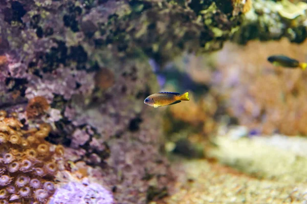 Pomacentrus Coelestis Peixe Donzela Dourado Amarelo Azul Família Pomacentridae — Fotografia de Stock