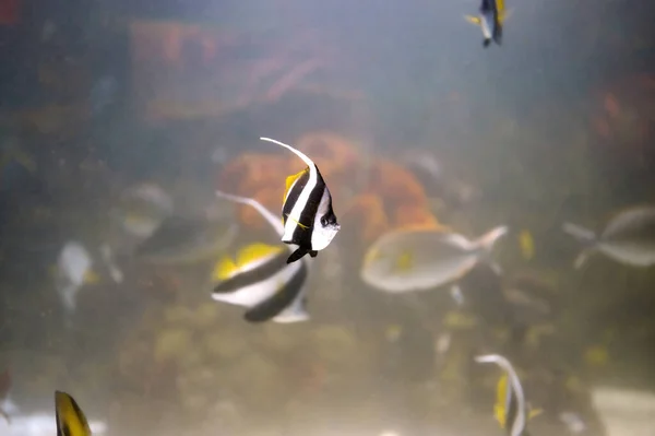 Pennant Mercan Balığı Heniochus Acuminatus Chaetodontidae Familyasından Diğer Balıkların Yanında Telifsiz Stok Fotoğraflar